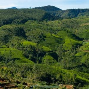 Nuwara Eliya Holidays