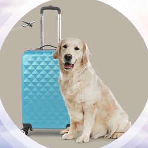 How to Fly Hassle-Free with Pets – Airlines Pet Policy