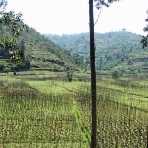 Business Class Flight to Rwanda