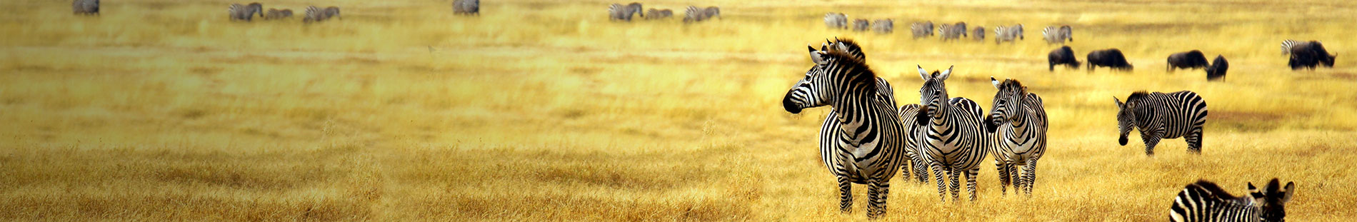 South Africa Holiday Deal