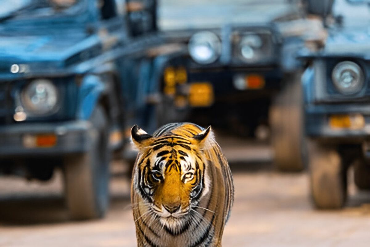 Luxury Golden Triangle Holidays