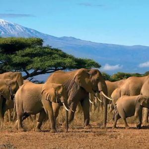 Business Class Flight to Tanzania