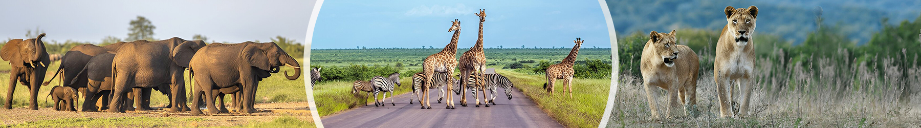 Wild Wonders of South Africa: Safari in Kruger to Luxury Cape Town - 8 Nights