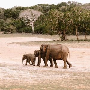 Yala Sri Lanka Holidays